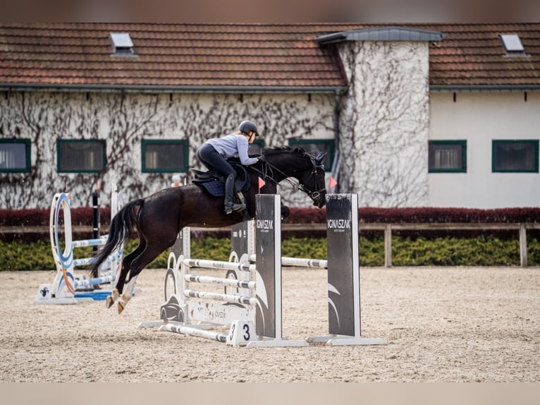 Pozostałe rasy Wałach 6 lat 165 cm Kara in Pólko