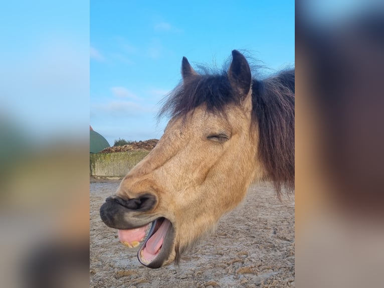 Pozostałe rasy Mix Wałach 7 lat 141 cm Bułana in Hattingen
