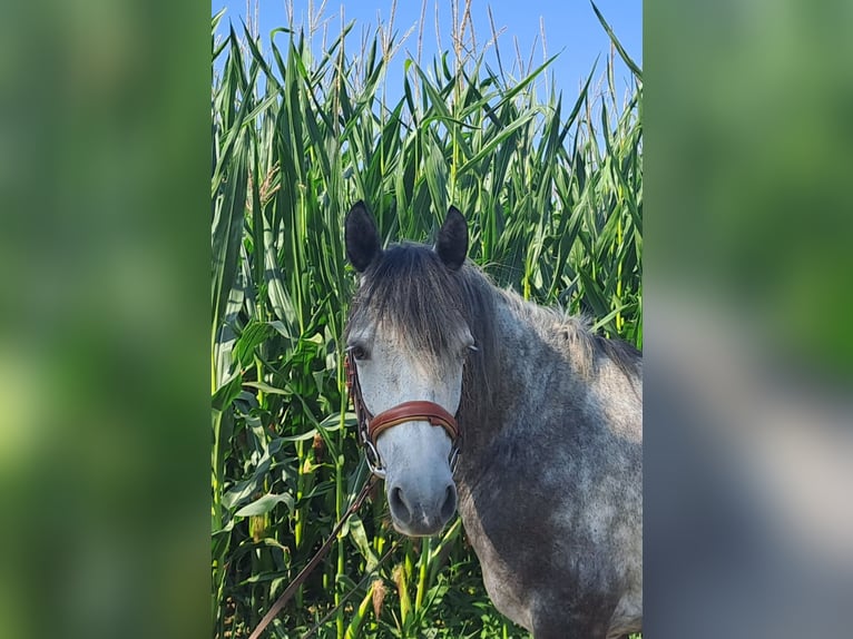 Pozostałe rasy Wałach 7 lat 143 cm Siwa jabłkowita in Oberostendorf