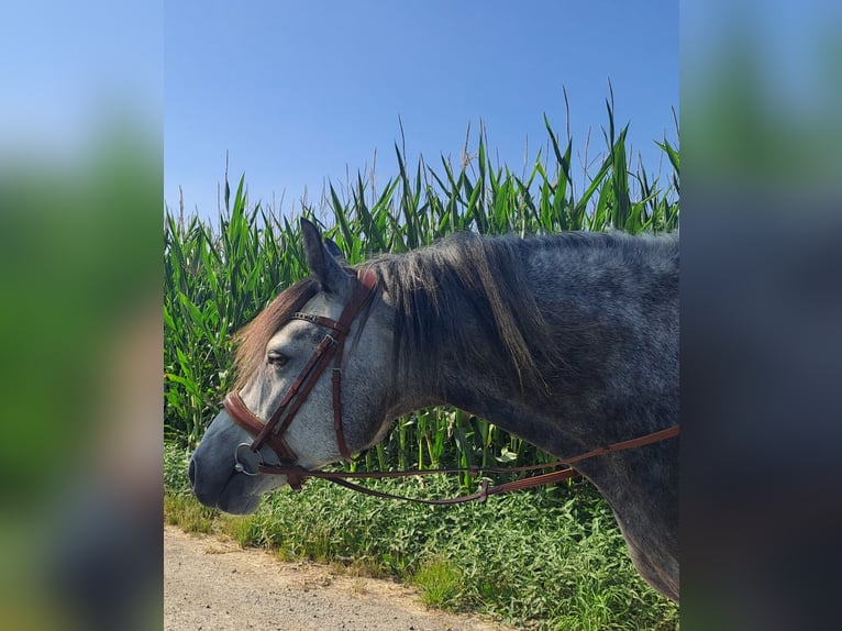 Pozostałe rasy Wałach 7 lat 143 cm Siwa jabłkowita in Oberostendorf