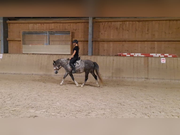 Pozostałe rasy Wałach 7 lat 143 cm Siwa jabłkowita in Oberostendorf