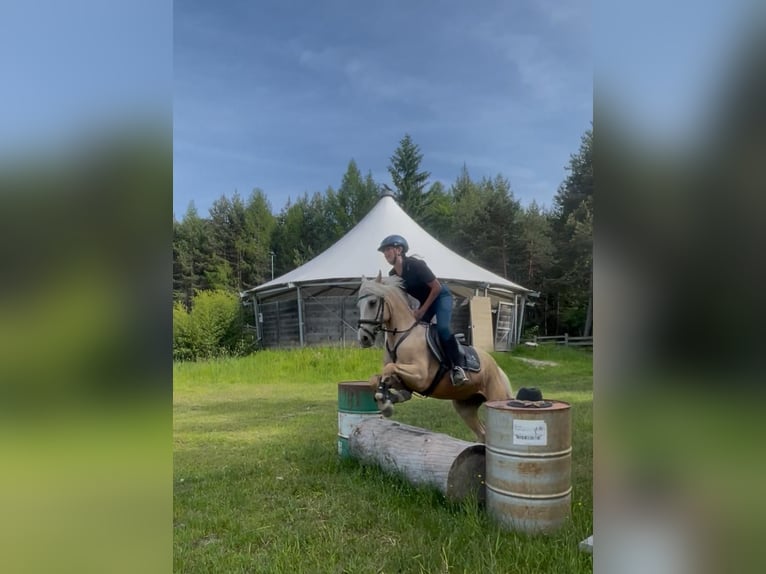 Pozostałe rasy Mix Wałach 7 lat 145 cm Izabelowata in Jenesien