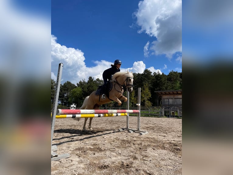 Pozostałe rasy Mix Wałach 7 lat 145 cm Izabelowata in Jenesien