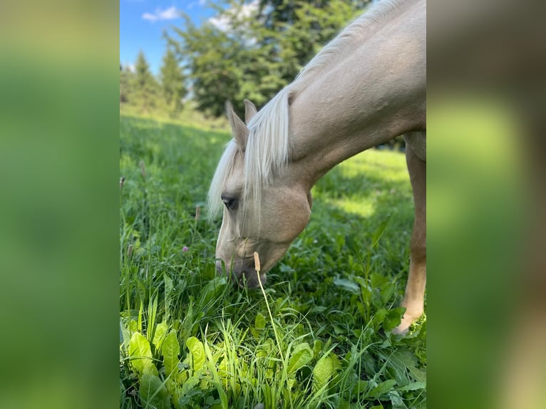 Pozostałe rasy Mix Wałach 7 lat 145 cm Izabelowata in Jenesien