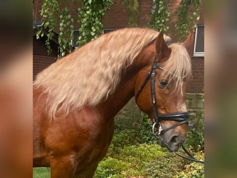 Pozostałe rasy Wałach 7 lat 153 cm Kasztanowata in Hopsten