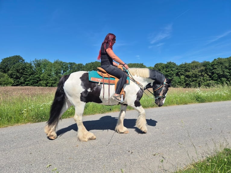 Pozostałe rasy Wałach 7 lat 153 cm Srokata in Linkenbach