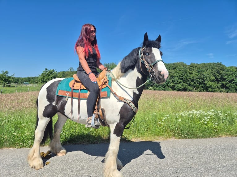 Pozostałe rasy Wałach 7 lat 153 cm Srokata in Linkenbach