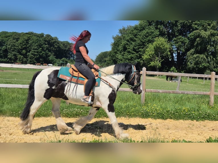 Pozostałe rasy Wałach 7 lat 153 cm Srokata in Linkenbach