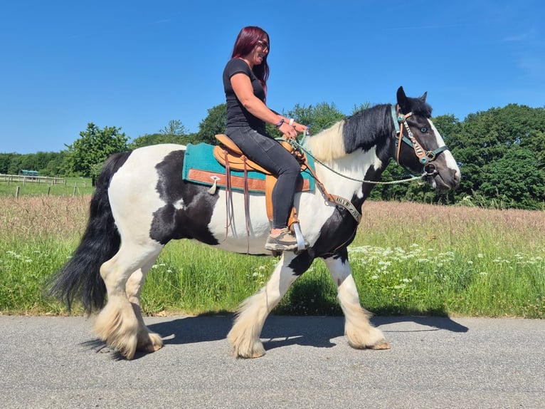 Pozostałe rasy Wałach 7 lat 153 cm Srokata in Linkenbach