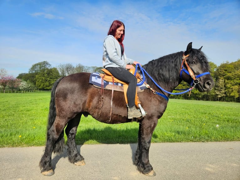 Pozostałe rasy Wałach 7 lat 160 cm Kara in Linkenbach