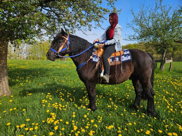 Pozostałe rasy Wałach 7 lat 160 cm Kara in Linkenbach