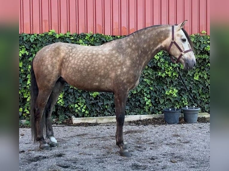 Pozostałe rasy Mix Wałach 7 lat 160 cm Siwa in Madrid