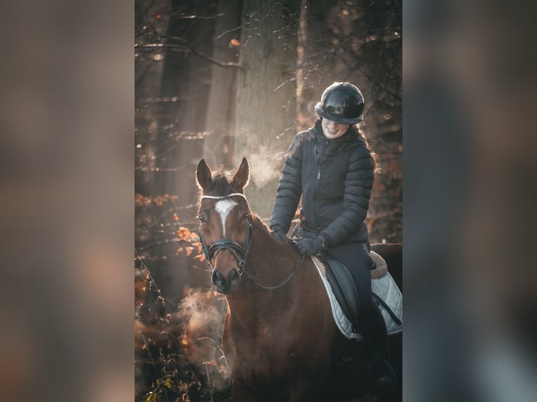 Pozostałe rasy Wałach 7 lat 162 cm Gniada in Nettersheim