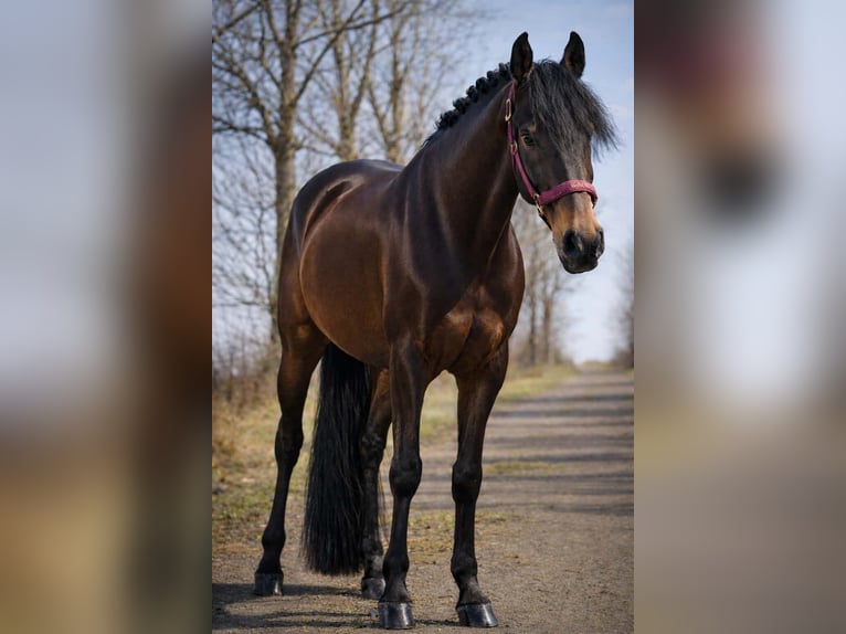 Pozostałe rasy Wałach 7 lat 162 cm Skarogniada in Nettersheim