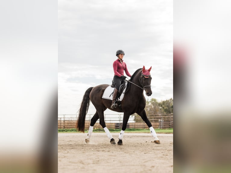 Pozostałe rasy Wałach 7 lat 163 cm Ciemnogniada in Ames