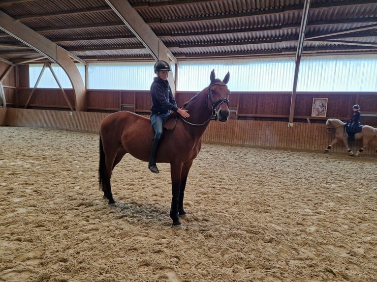 Pozostałe rasy Wałach 7 lat 163 cm Gniada in Babenhausen
