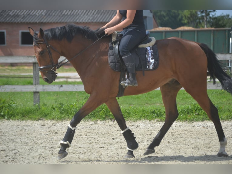 Pozostałe rasy Wałach 7 lat 168 cm Gniada in Breda