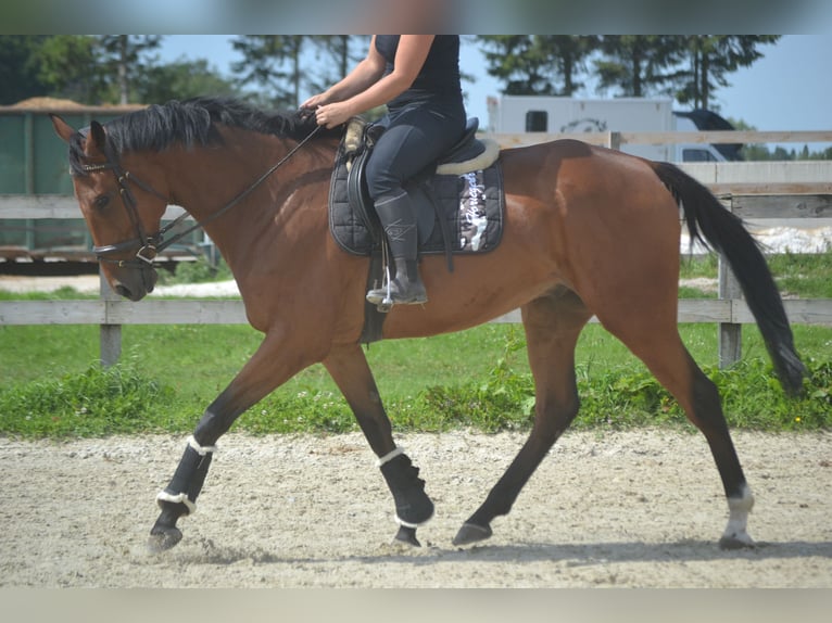 Pozostałe rasy Wałach 7 lat 168 cm Gniada in Breda