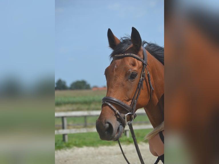 Pozostałe rasy Wałach 7 lat 168 cm Gniada in Breda