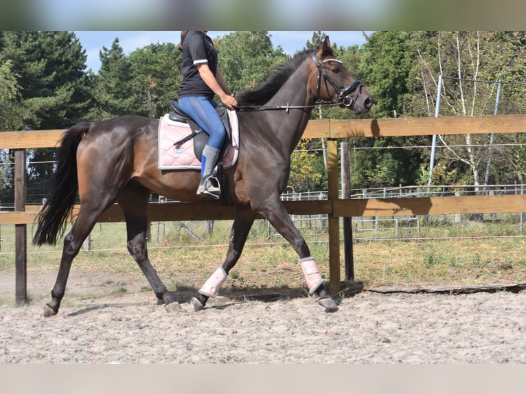Pozostałe rasy Wałach 7 lat 170 cm Ciemnogniada in Achtmaal