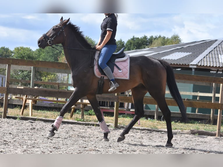 Pozostałe rasy Wałach 7 lat 170 cm Ciemnogniada in Achtmaal