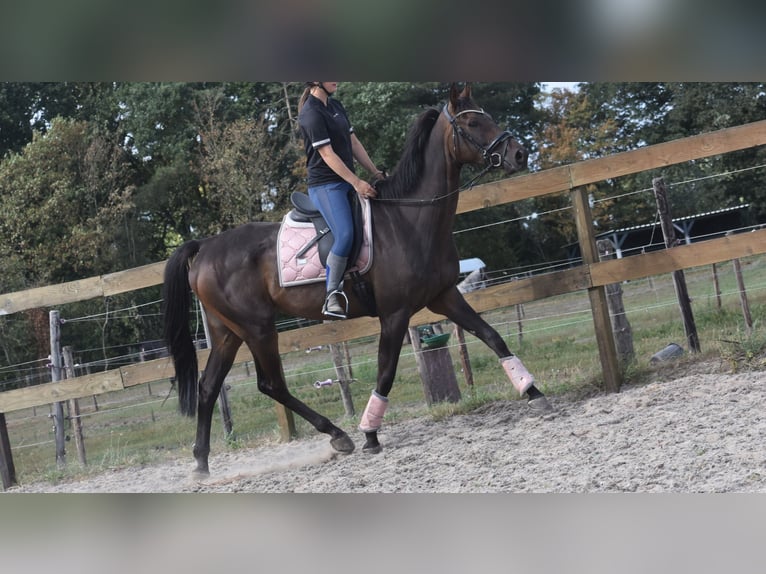 Pozostałe rasy Wałach 7 lat 170 cm Ciemnogniada in Achtmaal