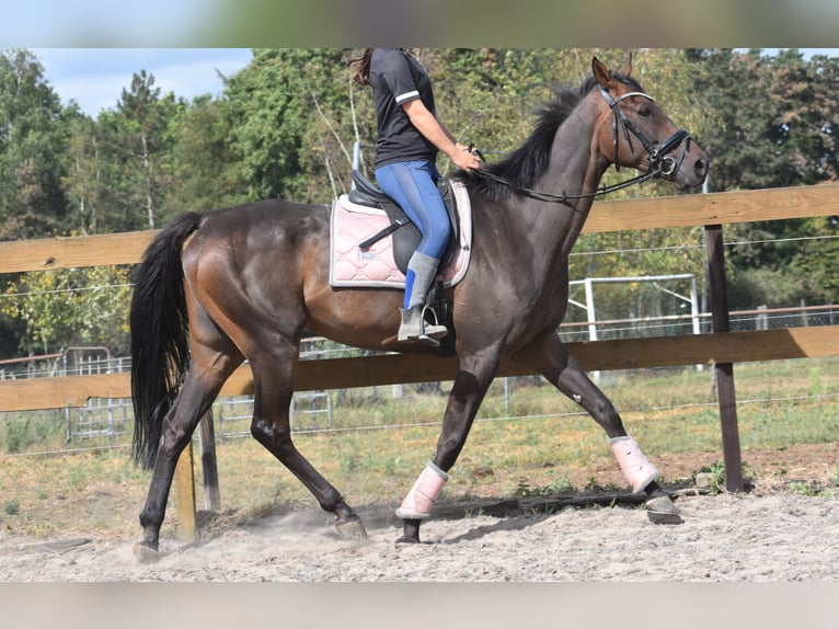 Pozostałe rasy Wałach 7 lat 170 cm Ciemnogniada in Achtmaal