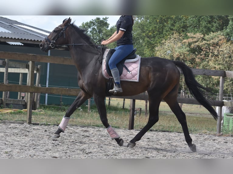 Pozostałe rasy Wałach 7 lat 170 cm Ciemnogniada in Achtmaal