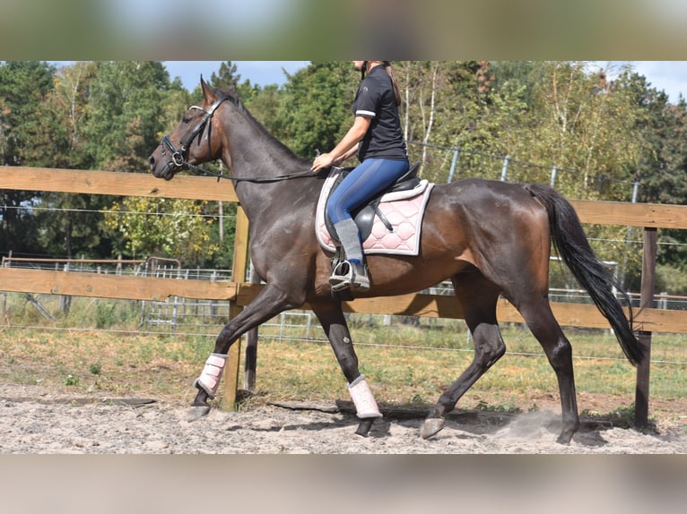 Pozostałe rasy Wałach 7 lat 170 cm Ciemnogniada in Achtmaal