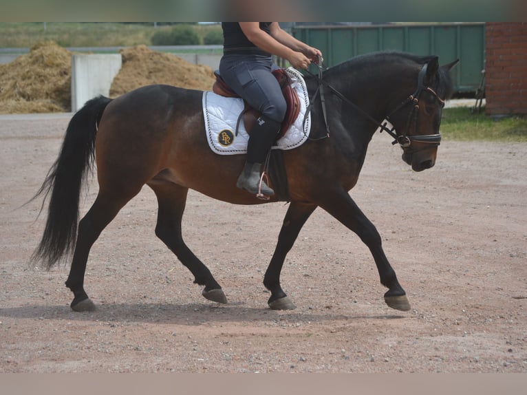 Pozostałe rasy Wałach 8 lat 140 cm Gniada in Breda