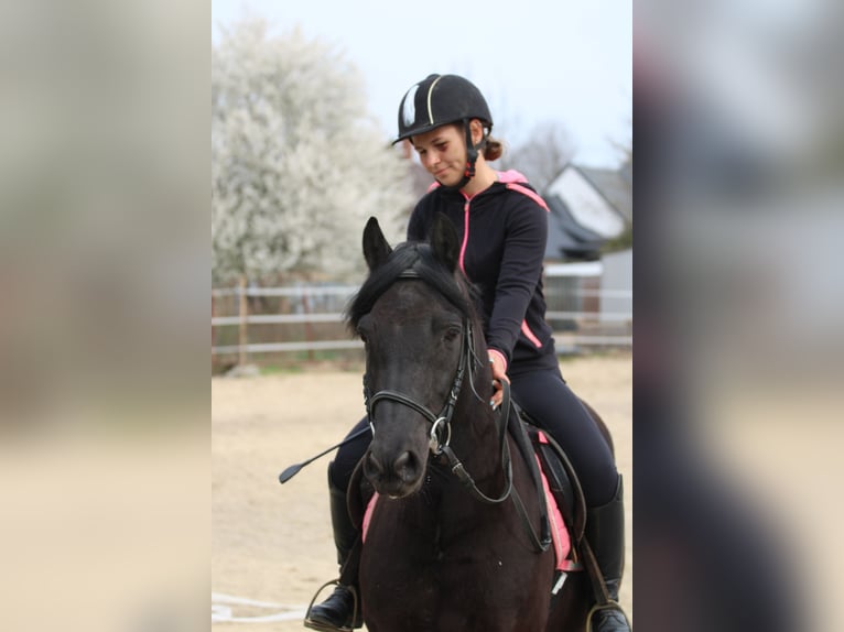 Pozostałe rasy Wałach 8 lat 142 cm Kara in Abda