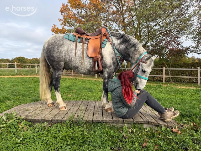Pozostałe rasy Wałach 8 lat 142 cm Siwa jabłkowita in Linkenbach