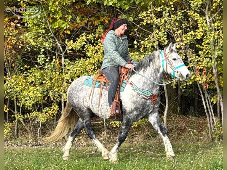 Pozostałe rasy Wałach 8 lat 142 cm Siwa jabłkowita in Linkenbach