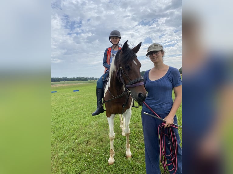 Pozostałe rasy Wałach 8 lat 146 cm Srokata in Hohenstein