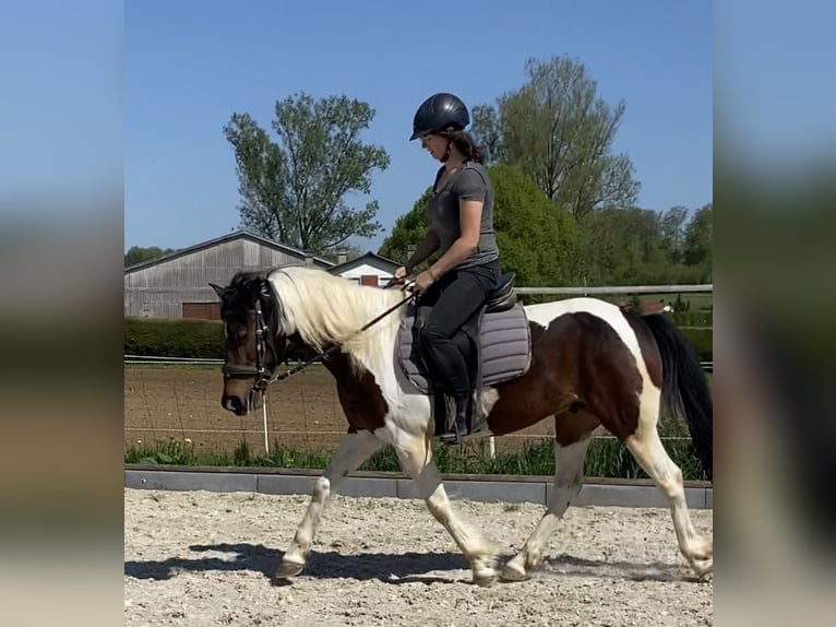 Pozostałe rasy Wałach 8 lat 146 cm Srokata in Hohenstein