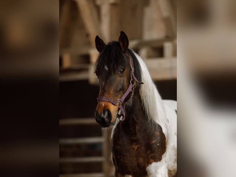 Pozostałe rasy Wałach 8 lat 146 cm Srokata in Hohenstein