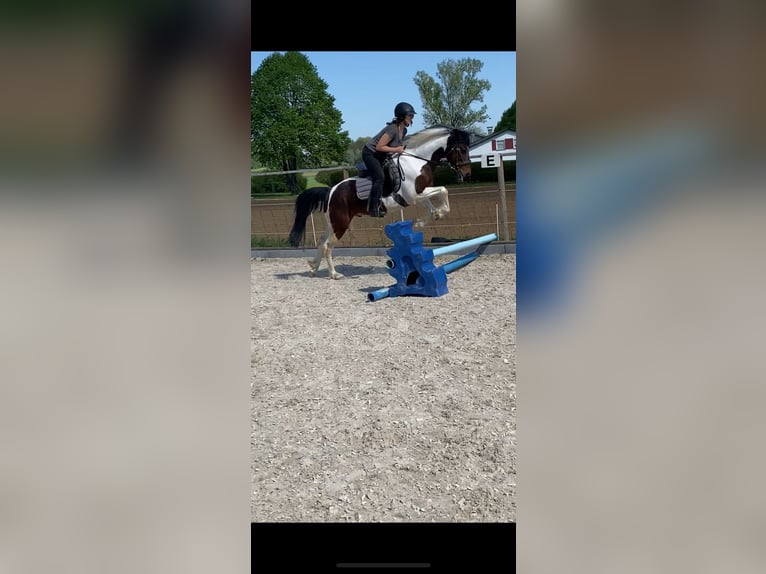 Pozostałe rasy Wałach 8 lat 146 cm Srokata in Hohenstein