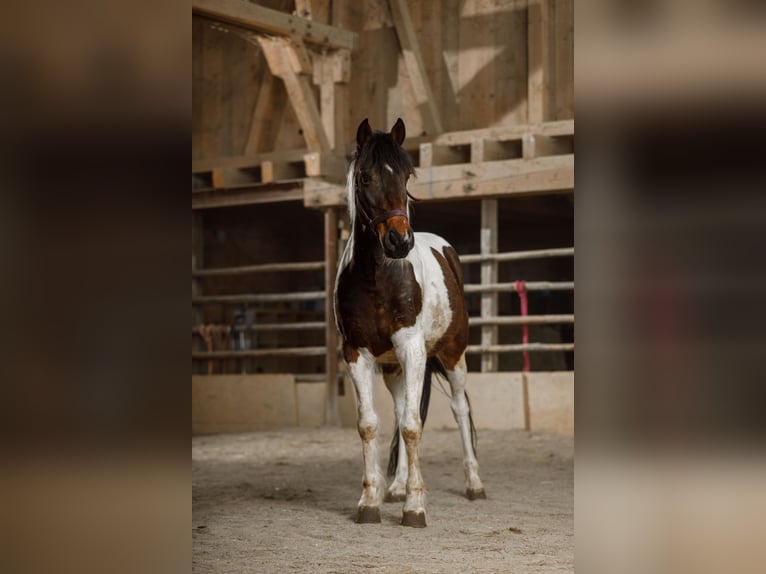 Pozostałe rasy Wałach 8 lat 146 cm Srokata in Hohenstein