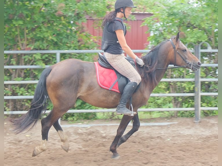 Pozostałe rasy Wałach 8 lat 148 cm Ciemnogniada in Buttstädt