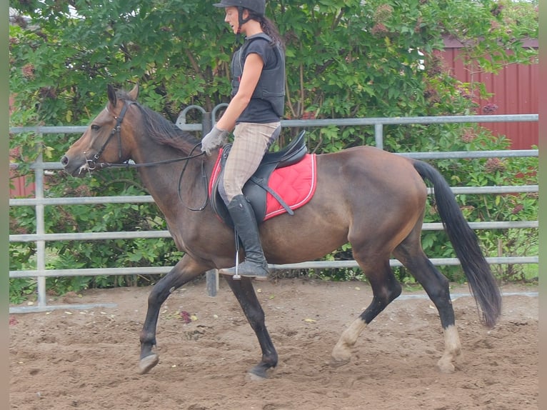 Pozostałe rasy Wałach 8 lat 148 cm Ciemnogniada in Buttstädt