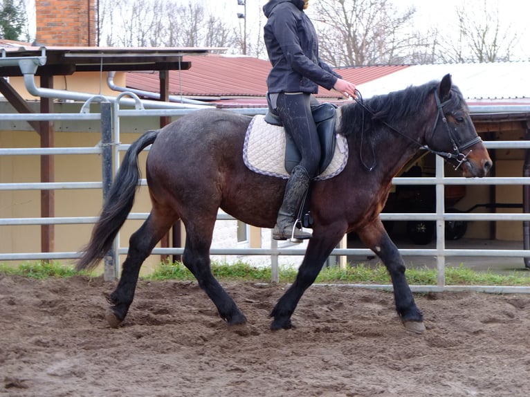 Pozostałe rasy Wałach 8 lat 148 cm Kasztanowatodereszowata in Buttstädt