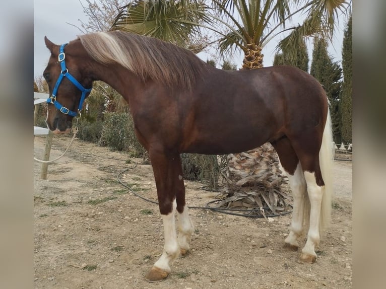 Pozostałe rasy Mix Wałach 8 lat 149 cm Overo wszelkich maści in MADRID