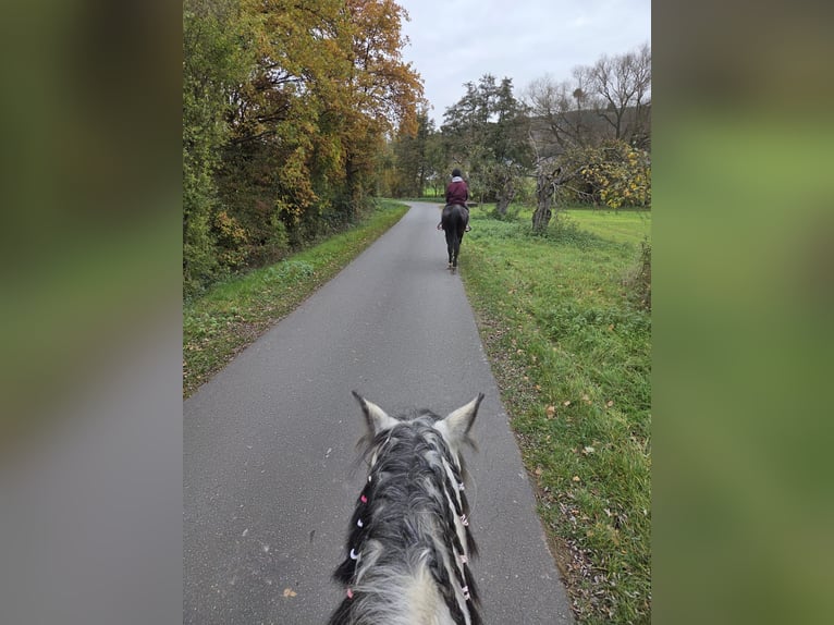 Pozostałe rasy Mix Wałach 8 lat 149 cm Siwa jabłkowita in Mönchberg
