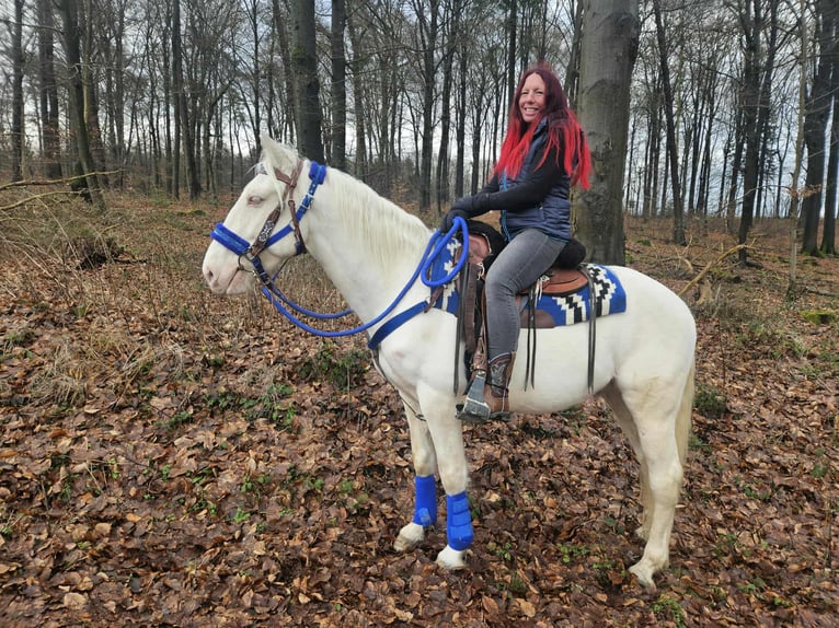 Pozostałe rasy Wałach 8 lat 153 cm Cremello in Linkenbach