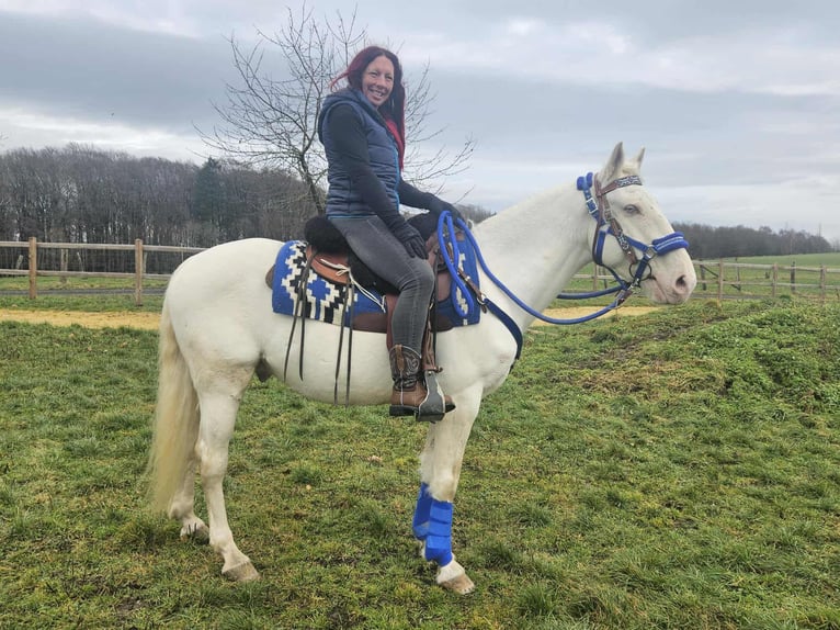 Pozostałe rasy Wałach 8 lat 153 cm Cremello in Linkenbach