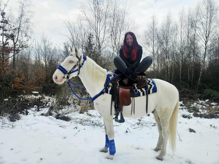 Pozostałe rasy Wałach 8 lat 153 cm Cremello in Linkenbach