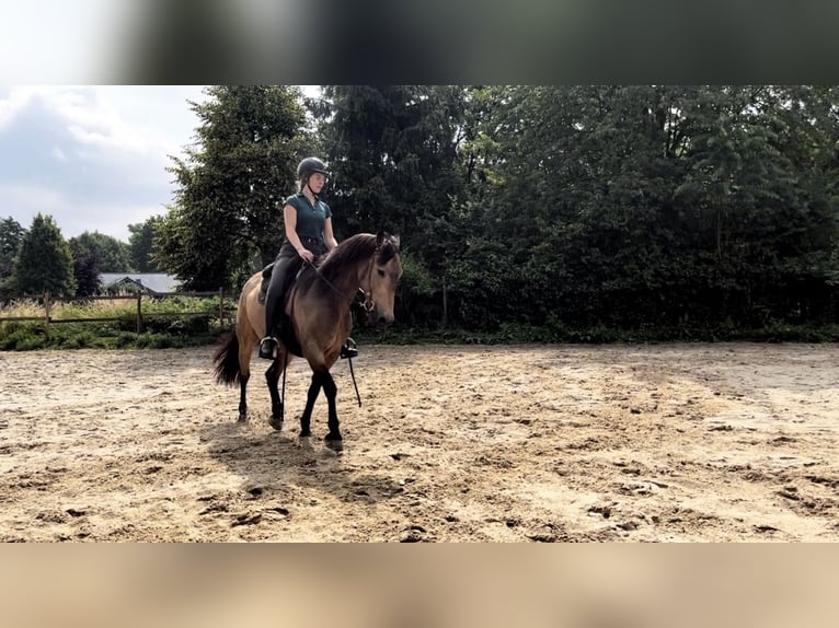 Pozostałe rasy Wałach 8 lat 153 cm Jelenia in Niederkr&#xFC;chten