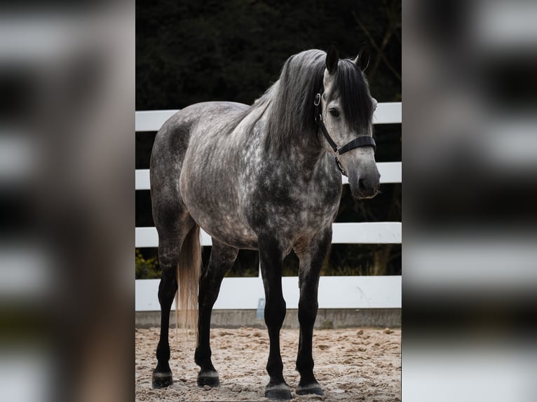 Pozostałe rasy Wałach 8 lat 157 cm Karosiwa in Nettersheim