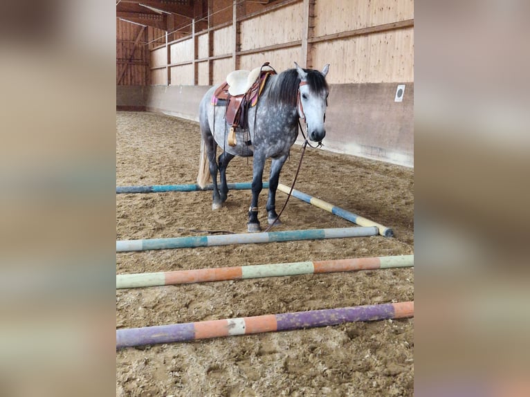 Pozostałe rasy Mix Wałach 8 lat 158 cm Siwa jabłkowita in Wellendingen