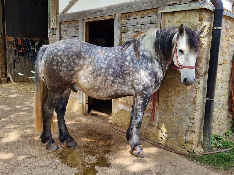 Pozostałe rasy Mix Wałach 8 lat 159 cm Siwa jabłkowita in Wellendingen